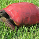 A gopher tortoise illegally pained red.
